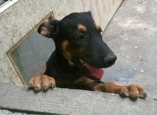 Dober Mix - Doberman Pinscher Mix Dog