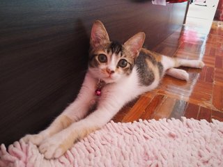 Patches - Domestic Short Hair Cat