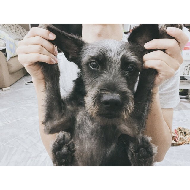 Prince - Schnauzer Mix Dog