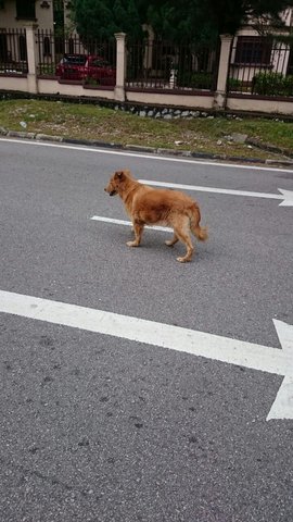 Brownie (According To Its Colour) - Mixed Breed Dog