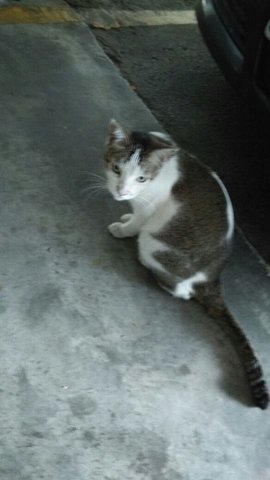 Greyi - American Shorthair Cat