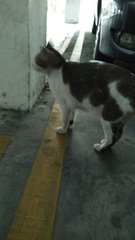 Greyi - American Shorthair Cat