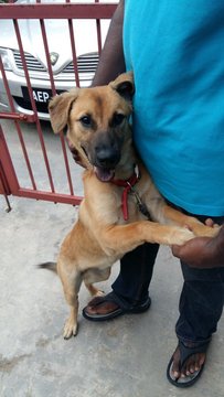 Dandy - Finnish Spitz Mix Dog