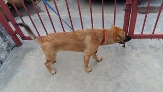 Dandy - Finnish Spitz Mix Dog