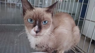 Toffee - Siamese Cat