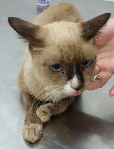 Toffee - Siamese Cat