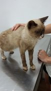 Toffee - Siamese Cat