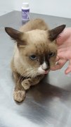 Toffee - Siamese Cat