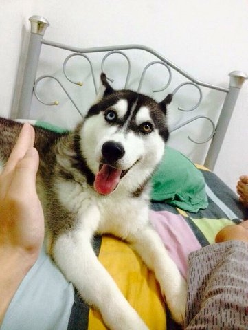 Greycie - Siberian Husky Dog