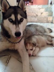 Greycie - Siberian Husky Dog