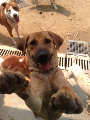 Kampar - Mixed Breed Dog