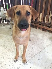 Kampar - Mixed Breed Dog