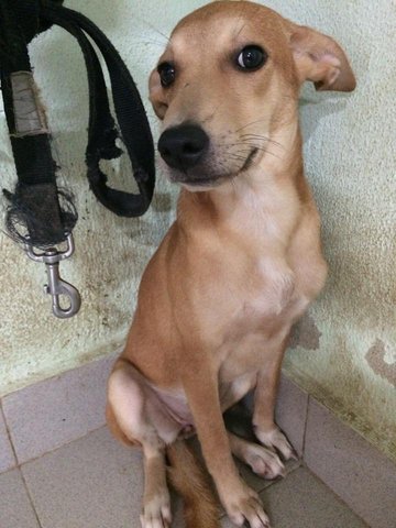 Sandy - Mixed Breed Dog