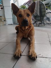 Riley - Mixed Breed Dog