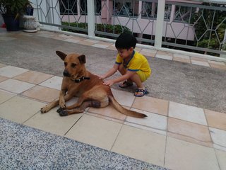 Riley teaches children to be gentle with dogs!