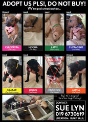 Condo Pups - Mixed Breed Dog