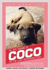 Condo Pups - Mixed Breed Dog