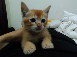 Gulai - Domestic Short Hair Cat