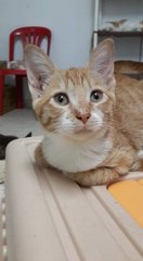 Eva (Pls Read Description) - Domestic Short Hair Cat