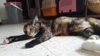 Midnight (Pls Read Description) - Tortoiseshell Cat
