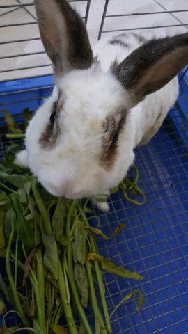 Daisy - Angora Rabbit Rabbit