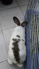 Daisy - Angora Rabbit Rabbit