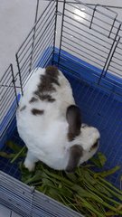 Daisy - Angora Rabbit Rabbit