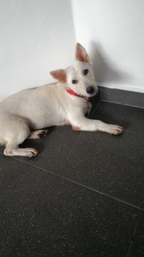 Snow White - Mixed Breed Dog