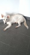 Snow White - Mixed Breed Dog