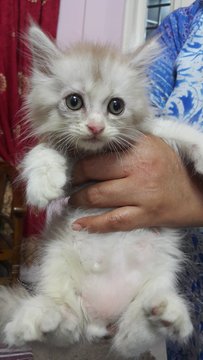 New Baby Persian - Persian Cat