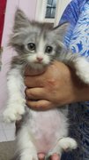 New Baby Persian - Persian Cat