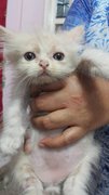 New Baby Persian - Persian Cat