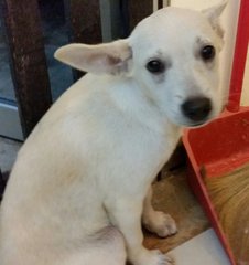 Creammy  - Mixed Breed Dog
