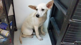 Creammy  - Mixed Breed Dog
