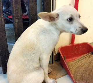 Creammy  - Mixed Breed Dog