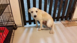 Creammy  - Mixed Breed Dog