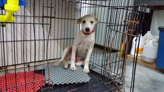 Creammy  - Mixed Breed Dog