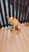 Creammy  - Mixed Breed Dog