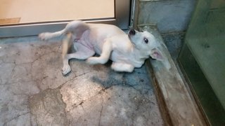 Creammy  - Mixed Breed Dog