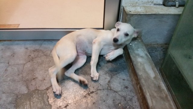 Creammy  - Mixed Breed Dog