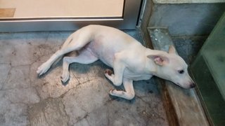 Creammy  - Mixed Breed Dog