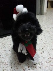 Bosco - Poodle Dog