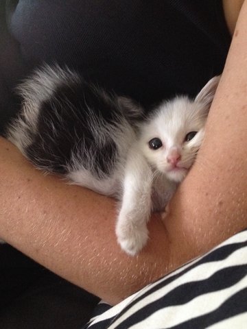 Biji - Domestic Short Hair Cat