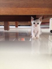 Biji - Domestic Short Hair Cat