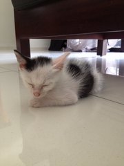 Biji - Domestic Short Hair Cat