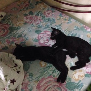 Captain Black &amp; Captain Shadow - Domestic Short Hair Cat