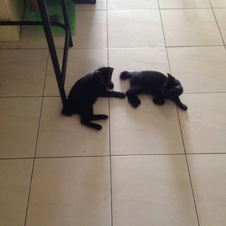 Captain Black &amp; Captain Shadow - Domestic Short Hair Cat