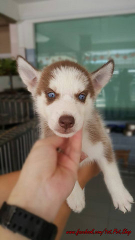 Siberian Husky For Sale - Siberian Husky Dog