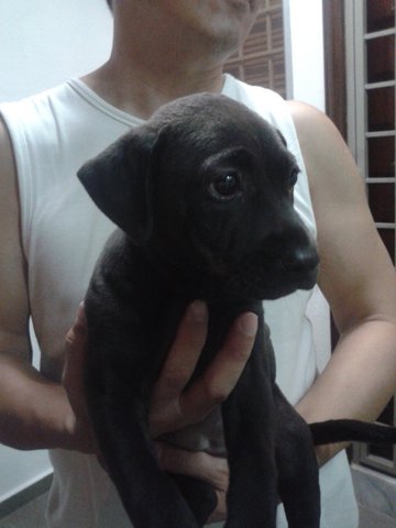 Little Bobo(2 Months Old) - Mixed Breed Dog