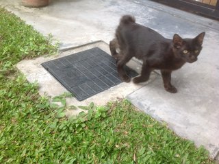 Tim Tam - Domestic Medium Hair Cat